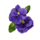 Violet